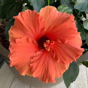 Meet your Posher, Demie